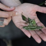 Tea leaves